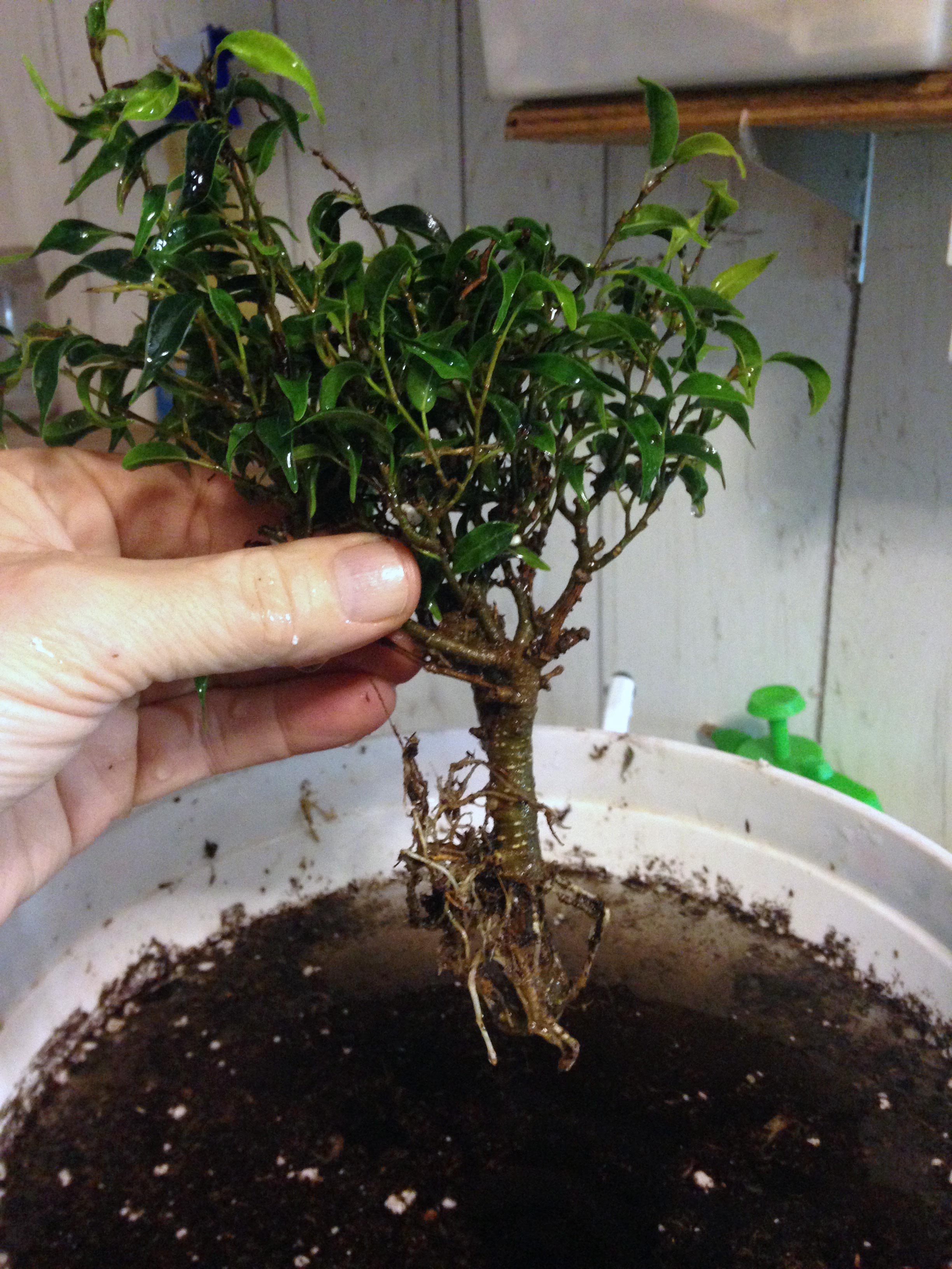 bonsai-marcottage