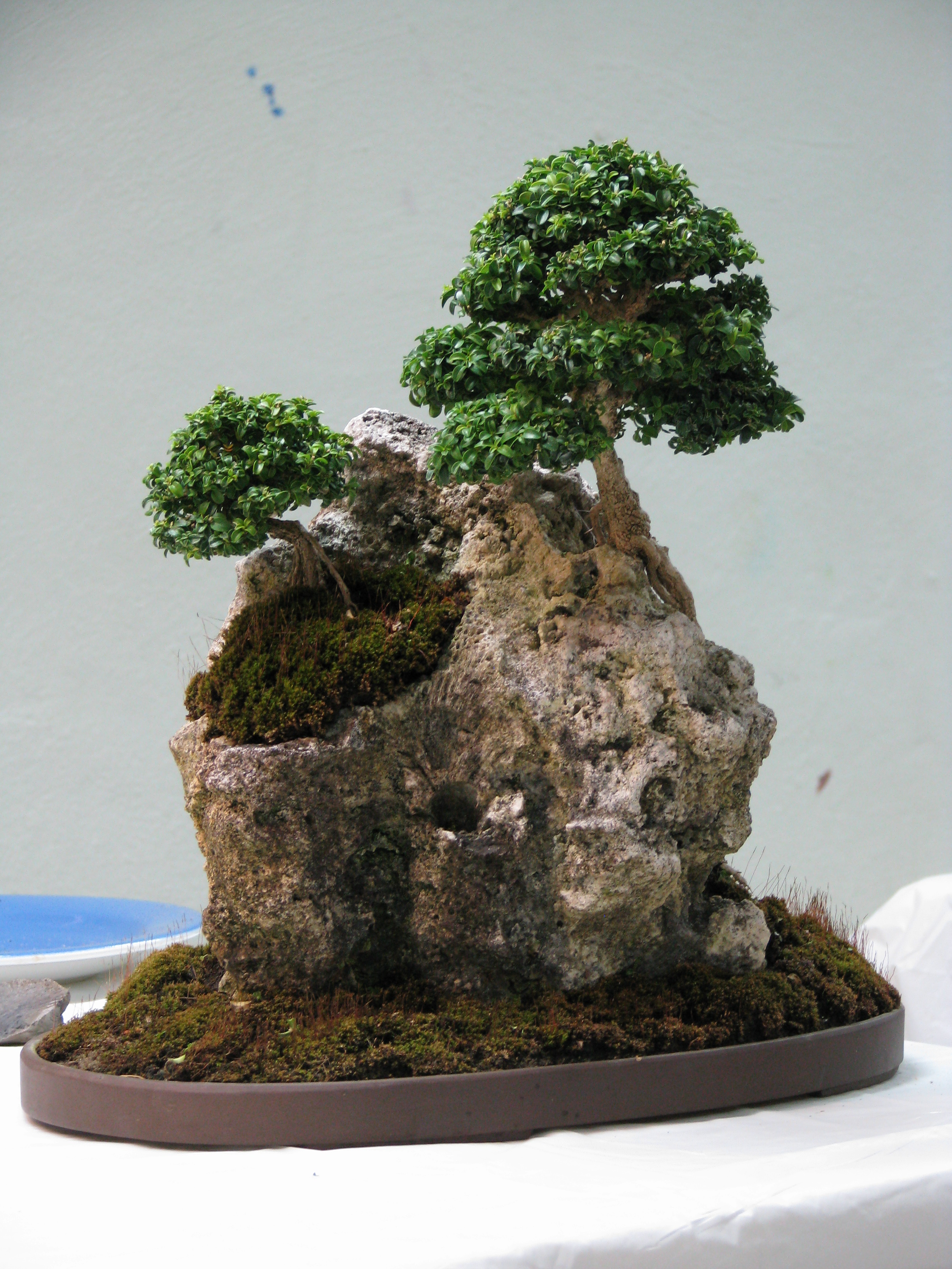 Bonsai MontageRoche (18) Groupe Bonsaï Québec